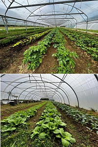 Plantation légumes sous serres